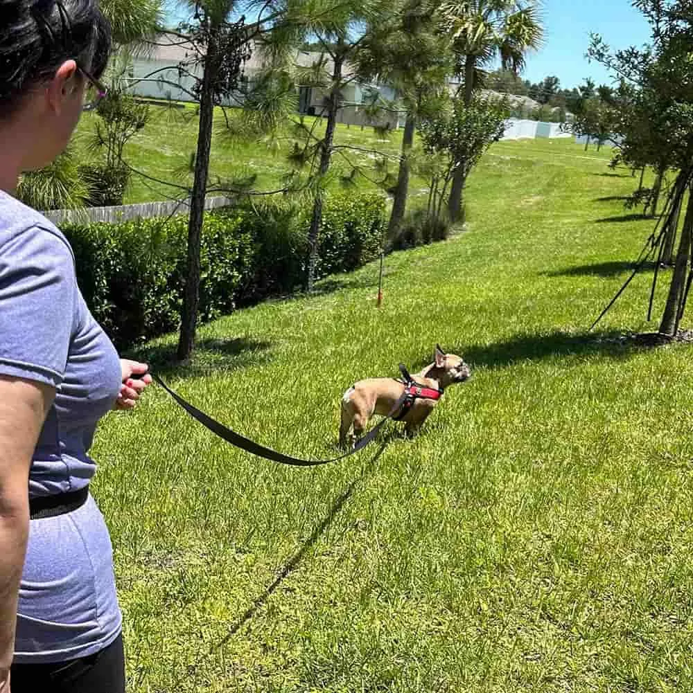 Long Run 16.4' Training Leash