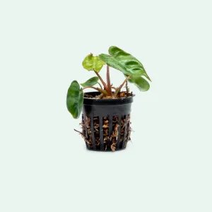 Philodendron Billietiae - Bare Root